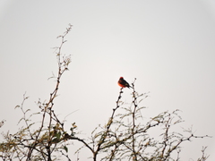 Pyrocephalus rubinus