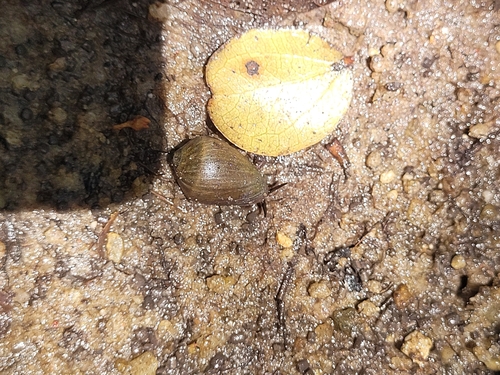 Melampus coffea