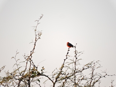 Pyrocephalus rubinus