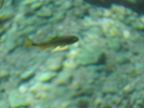 Yucatán Tetra