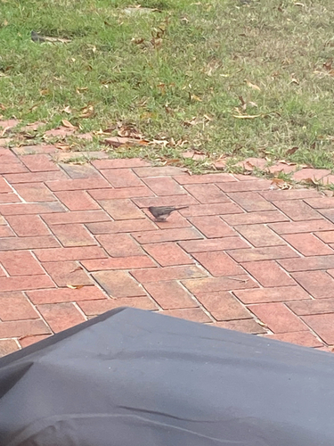 Dark-eyed Junco
