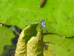 Micrathyria aequalis