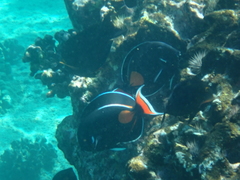 Acanthurus achilles
