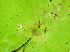 Perithemis tenera
