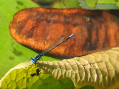 Argia gaumeri