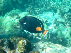 Acanthurus achilles