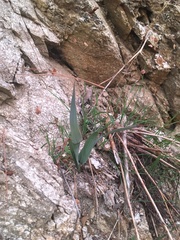 Hesperoyucca whipplei
