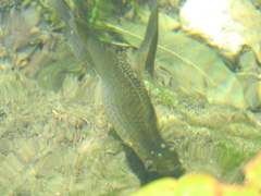 Yucatan Tetra photo 4