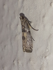 Phycitini