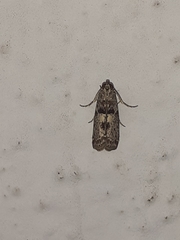 Phycitini