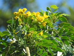 Senna racemosa