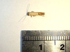 Tachystola stenoptera