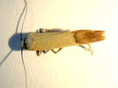Tachystola stenoptera