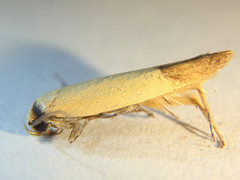 Tachystola stenoptera