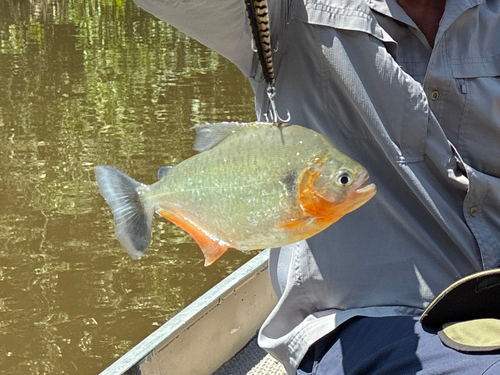 Pirambeba (Serrasalmus humeralis) — Serrasalmidae