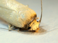 Tachystola stenoptera
