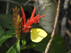 Pyrisitia dina westwoodi