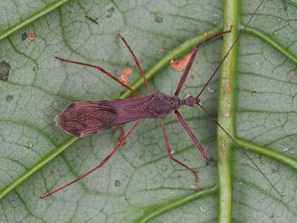Heza ephippium