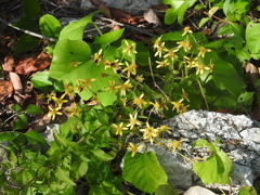 Bidens reptans