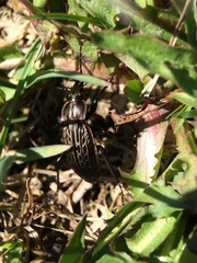 Carabus maeander