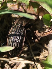 Carabus maeander