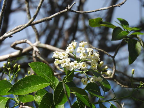 Bourreria pulchra (Bourreria pulchra)