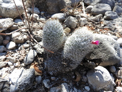 Mammillaria haageana meissneri