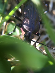 Carabus maeander
