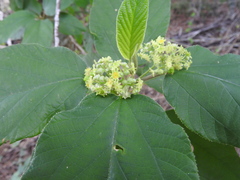Colubrina yucatanensis