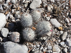 Mammillaria haageana meissneri