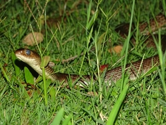 Ptyas korros