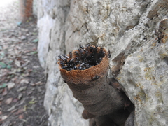 Lestrimelitta niitkib