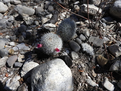 Mammillaria haageana meissneri