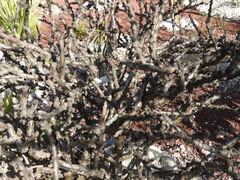 Jatropha neopauciflora