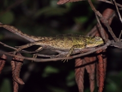 Calotes versicolor