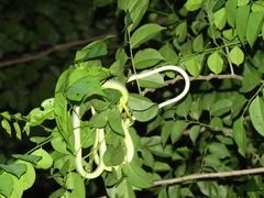 Ahaetulla prasina