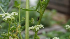 Eriopis connexa