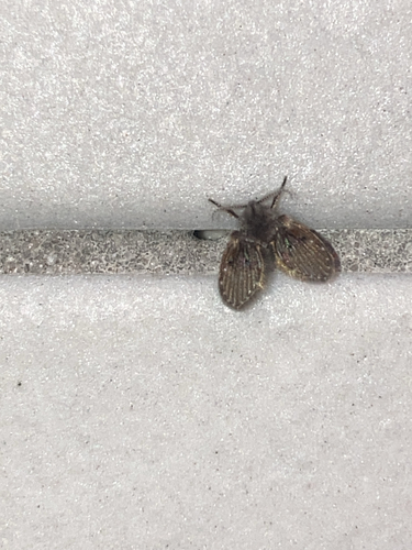Unknown species found near Lincroft, NJ, US