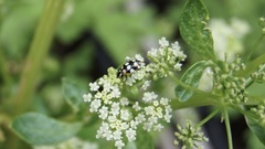 Eriopis connexa