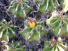 Ferocactus robustus