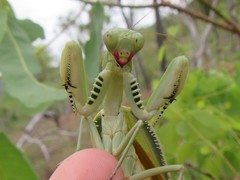 Sphodropoda quinquedens