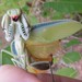 Rainbow Mantis - Photo (c) Matthew Connors, some rights reserved (CC BY-NC), uploaded by Matthew Connors