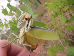 Sphodropoda quinquedens