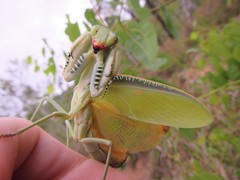 Sphodropoda quinquedens