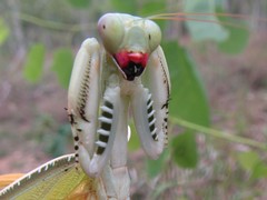 Sphodropoda quinquedens