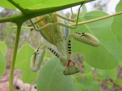 Sphodropoda quinquedens