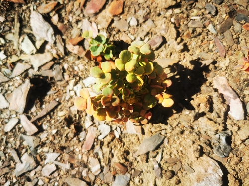Cushion Sorrel (Oxalis convexula)