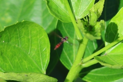 Unknown species found near Isles Of Sugar Mill, New Smyrna Beach, FL 32168, USA