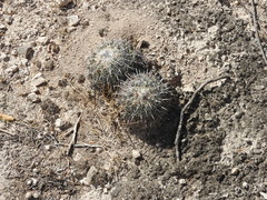Coryphantha pallida