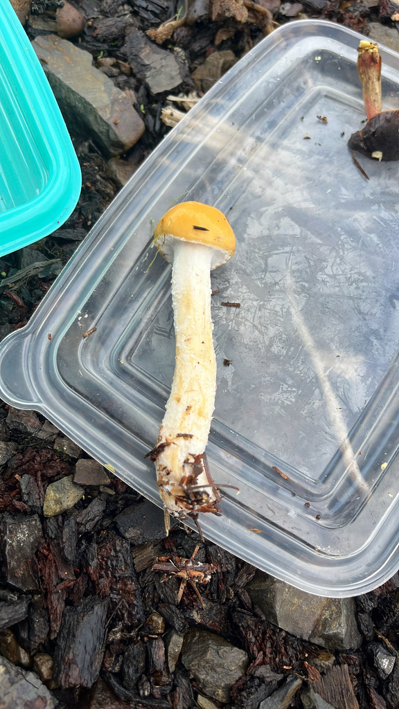 Stropharia ambigua · November 2025 · photo: © lynn112 (iNaturalist, cc-by)